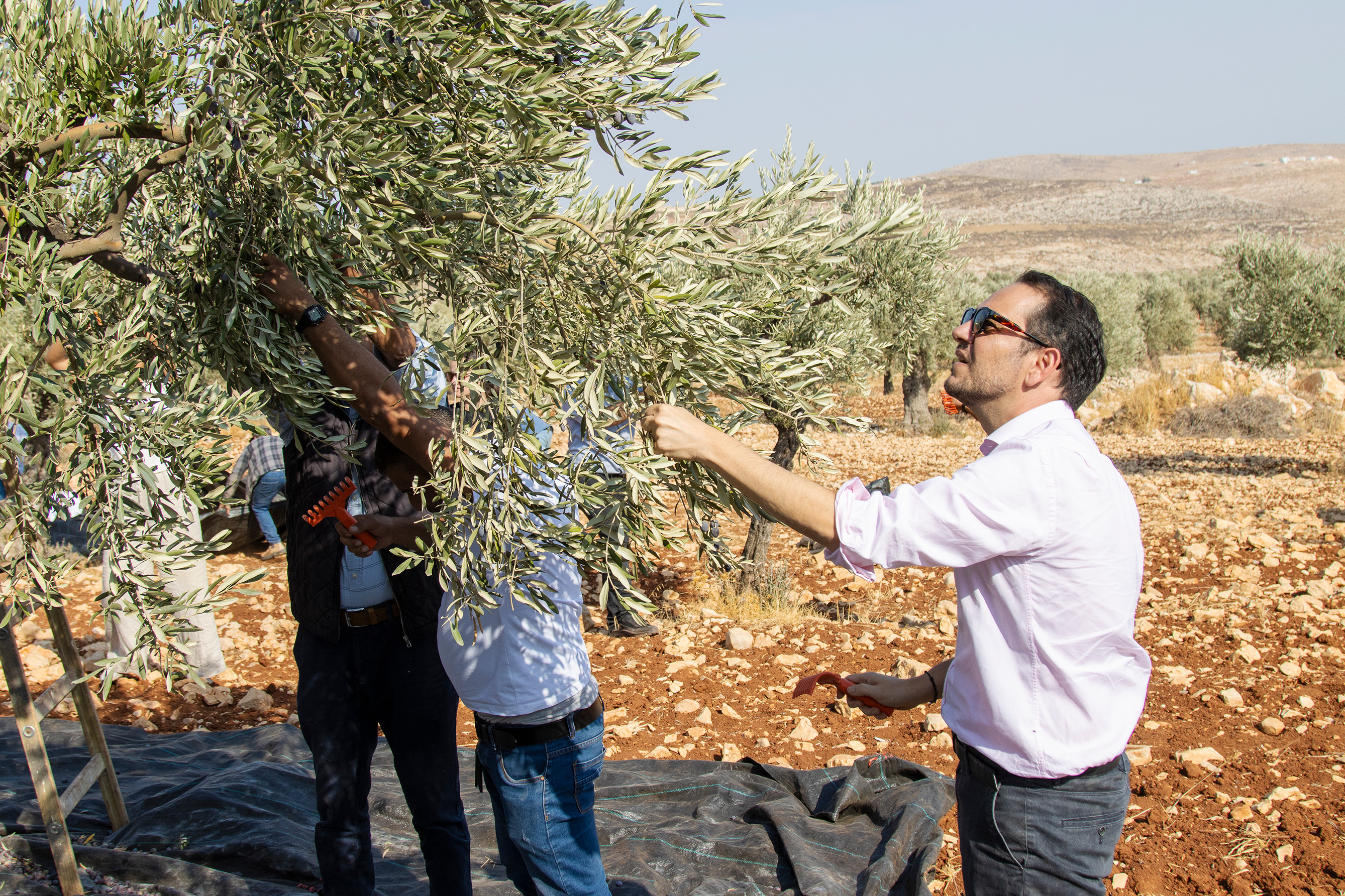 Le Consul Général de France et l’Ambassadeur de Pologne participent à la récolte des olives à Taybeh en soutien aux agriculteurs locaux