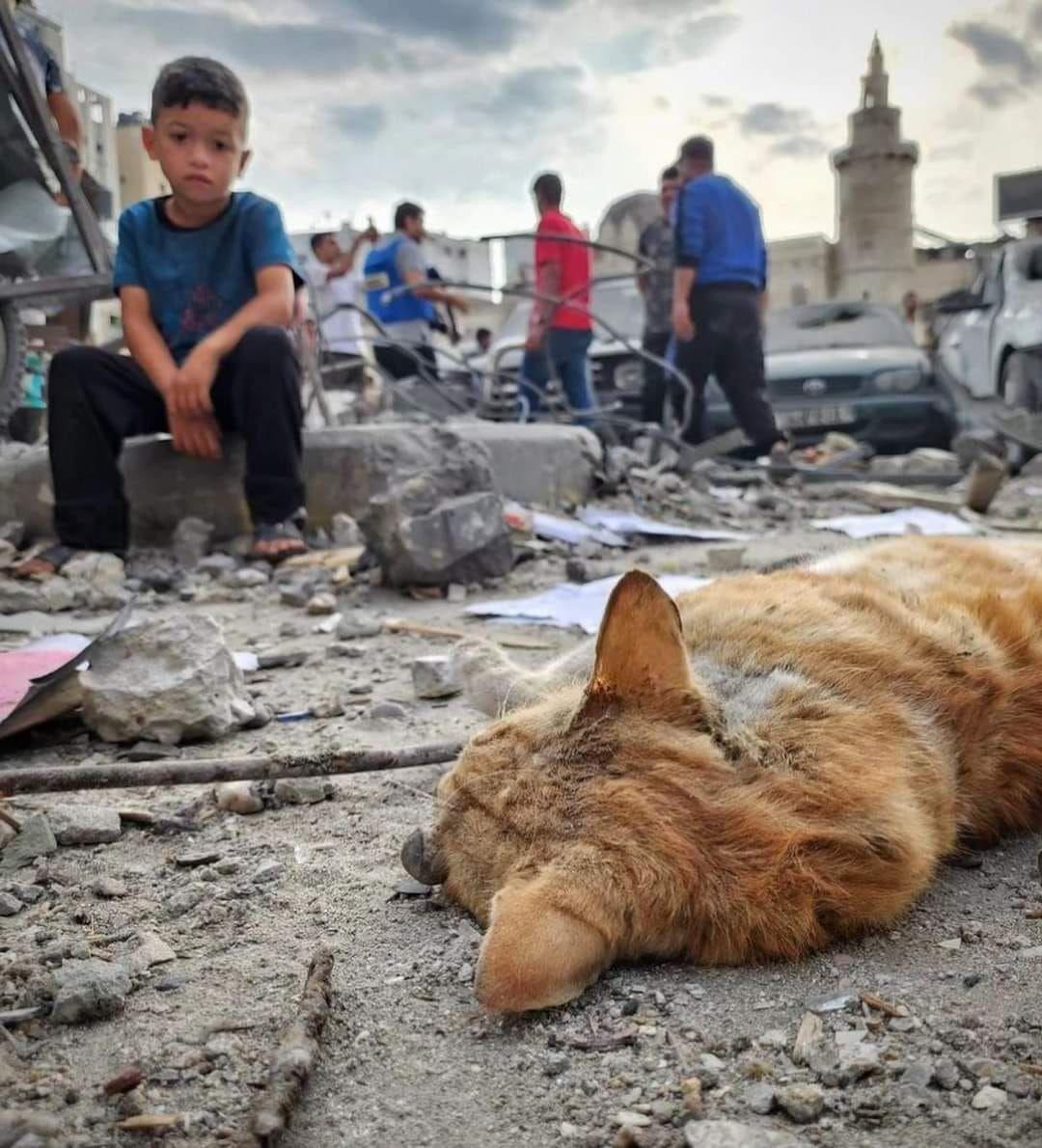 غزة